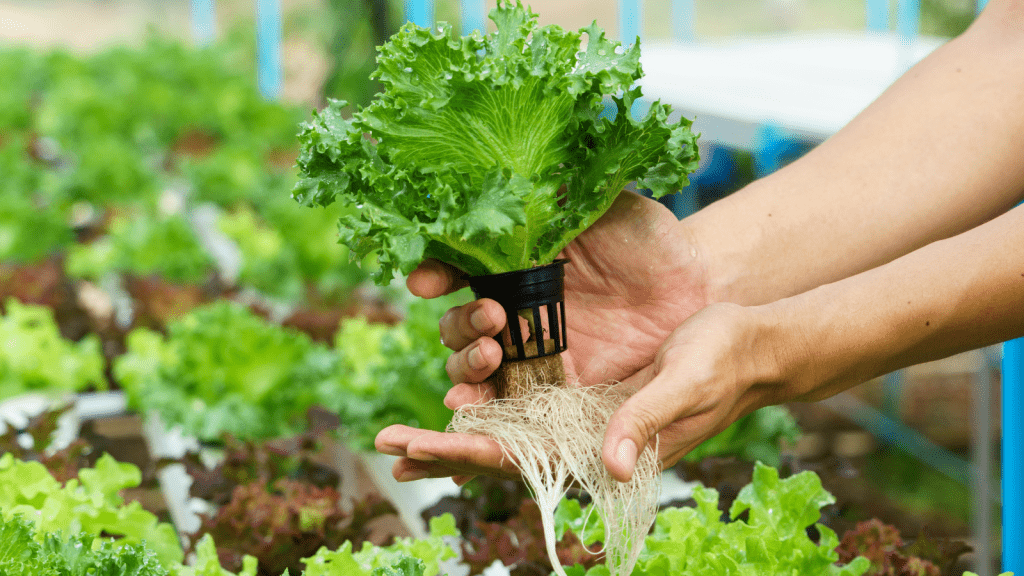 Hydroponics-1-1024x576