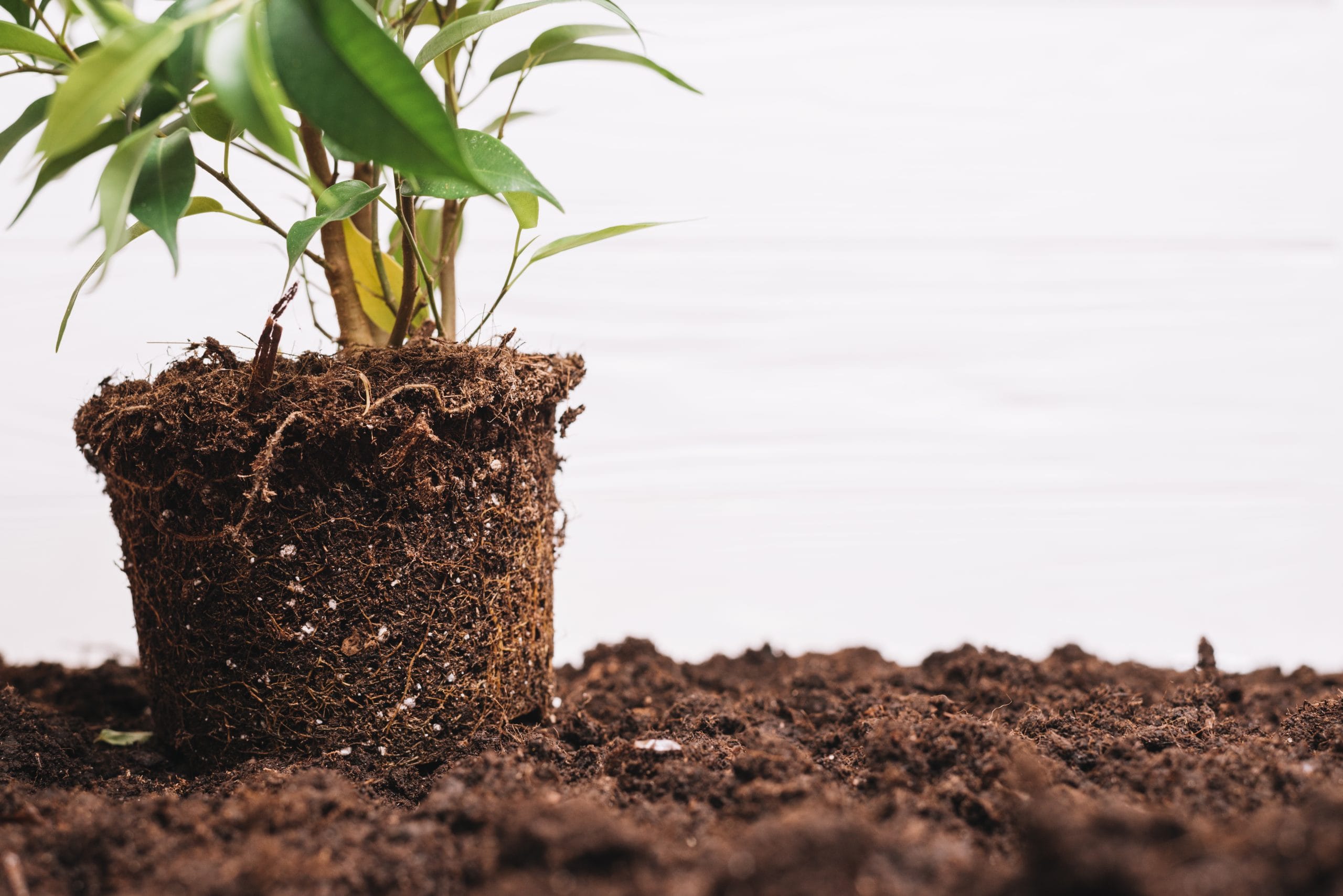 plant-background